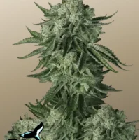 Original AUTO MOBY DICK